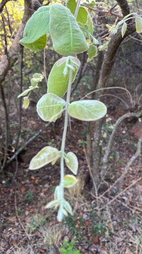 Combretum observed 2026-10-24