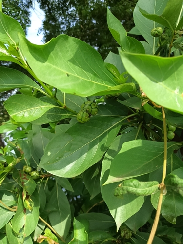 Morinda coreia observed 2026-10-24