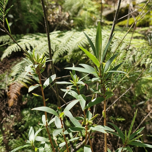 Leucopogon lanceolatus observed 2026-10-24