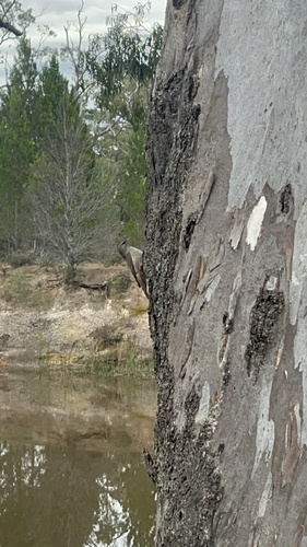 Climacteris picumnus observed 2026-10-24