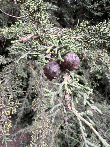 Cupressus goveniana, 2026-10-19