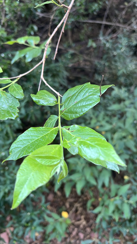 Combretum observed 2026-10-24