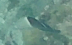 Coris aygula observed 2026-10-17