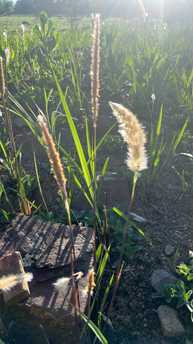 Imperata cylindrica observed 2026-10-24