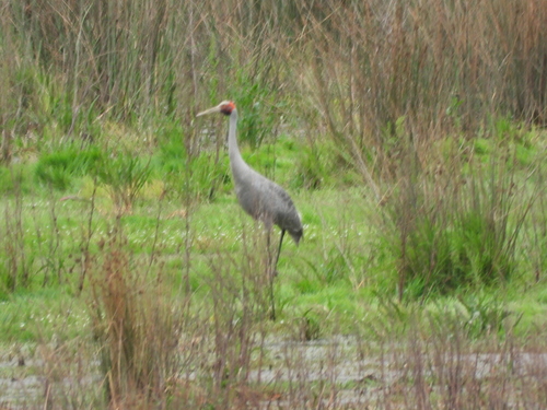 Grus rubicunda observed 2026-10-24