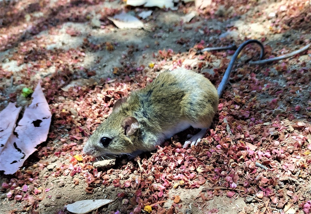 Coues's Marsh Rice Rat