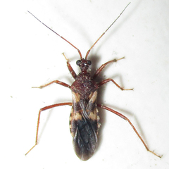 Neotrichedocla