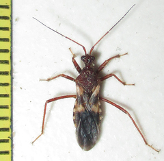Neotrichedocla