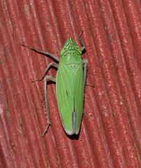 Draeculacephala inscripta