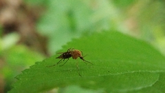 Aedes canadensis canadensis