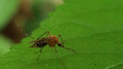 Aedes canadensis canadensis
