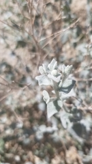 Brickellia nevinii