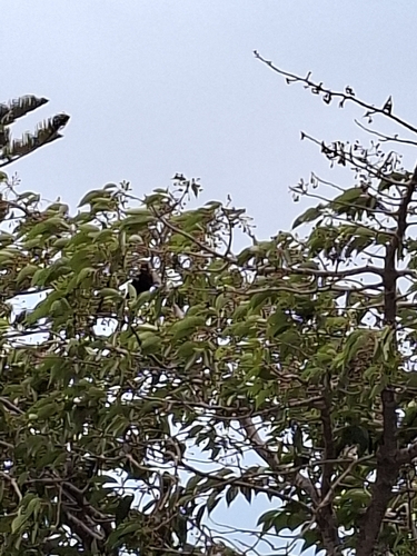 Eurasian Blackbird photograph by the iNaturalist community