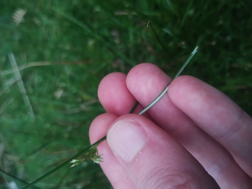 Juncus pauciflorus observed 2026-10-23