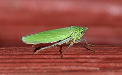 Draeculacephala inscripta