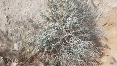Brickellia nevinii