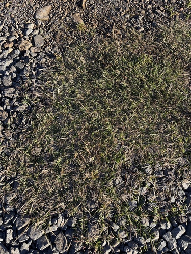 Cynodon dactylon observed 2026-10-23