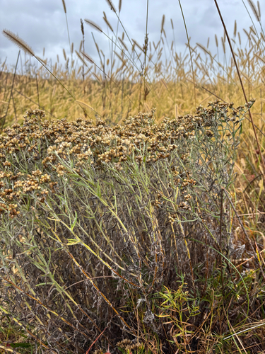 cottonbatting plant