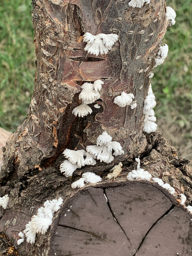 splitgill mushroom photograph by the iNaturalist community