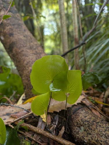 Hymenophyllum nephrophyllum observed 2026-10-24