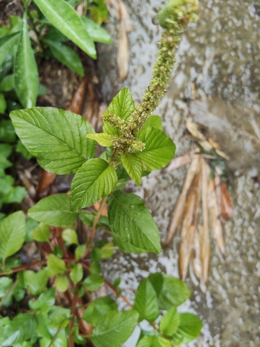 Amaranthus viridis observed 2026-10-24