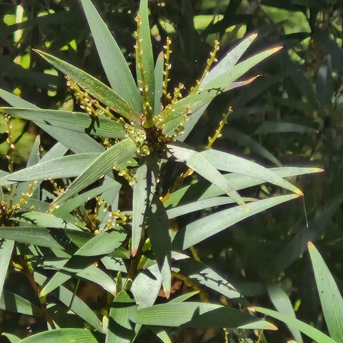 Leucopogon lanceolatus observed 2026-10-24
