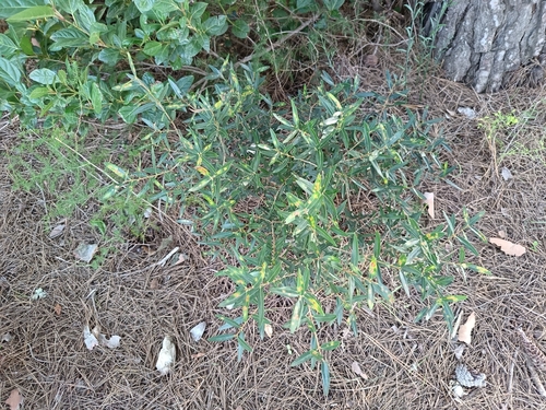 Phillyrea angustifolia, 2026-10-23