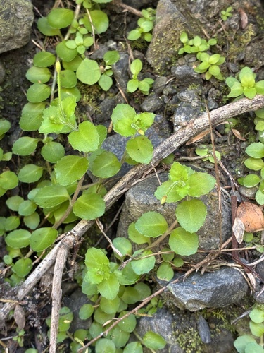 Epilobium rotundifolium observed 2026-10-24