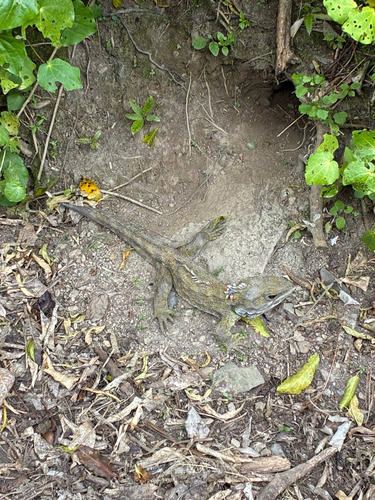 Sphenodon punctatus observed 2026-10-24