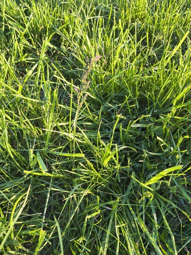 Poa pratensis observed 2026-10-24