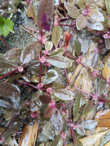Alternanthera sessilis observed 2026-10-24