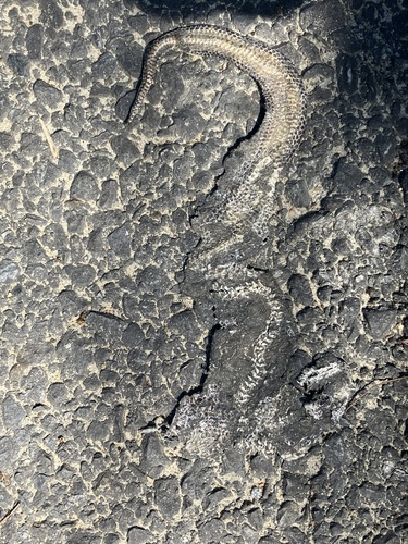 Xenopeltis unicolor observed 2026-10-24
