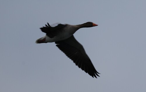 Greylag Goose photograph by the iNaturalist community