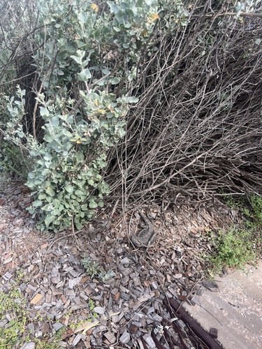 iNaturalist image