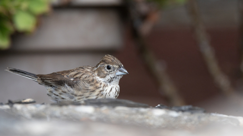 Lark Bunting