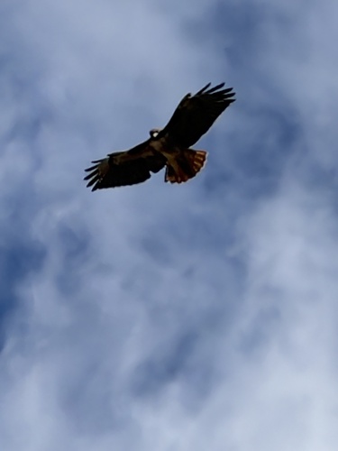 Red-tailed Hawk photograph by the iNaturalist community
