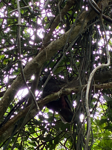 Nestor meridionalis observed 2026-10-24