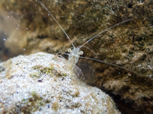 Palaemon affinis observed 2026-10-08