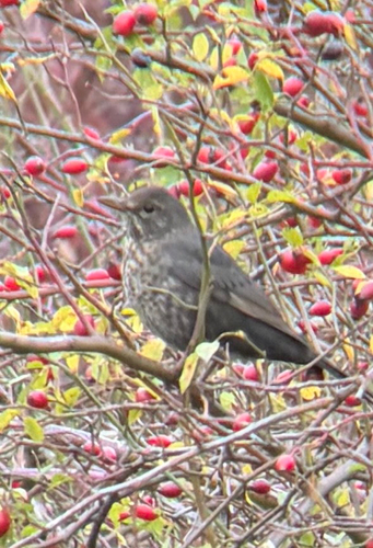 Eurasian Blackbird photograph by the iNaturalist community