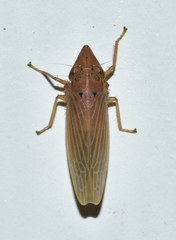 Draeculacephala septemguttata