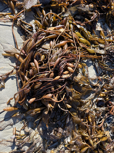 Macrocystis angustifolia observed 2026-10-24