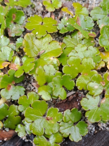 Hydrocotyle novae-zeelandiae observed 2026-10-15