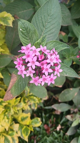 Pentas lanceolata observed 2026-10-24