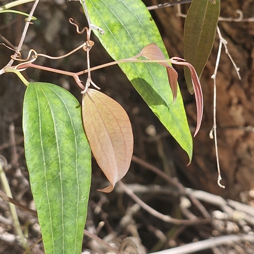 Smilax glyciphylla observed 2026-10-24