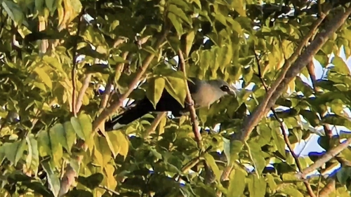Rhopodytes tristis, 2026-10-23