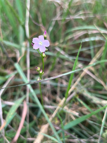 Drosera peltata observed 2026-10-24