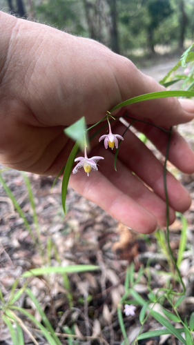 Eustrephus latifolius observed 2026-10-24