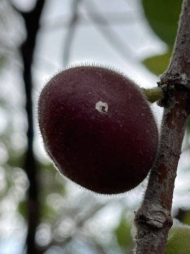 Ficus opposita observed 2026-10-24