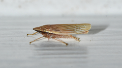 Draeculacephala septemguttata