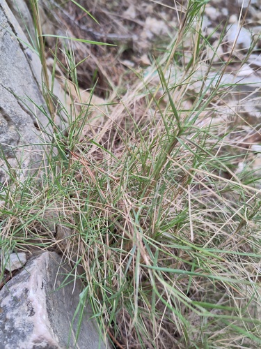 Brachypodium retusum observed 2026-10-22